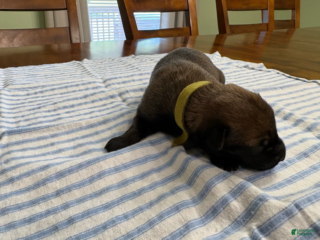 Belgian Malinois dogs for sale: Belgian Malinois 9 - Ad 1