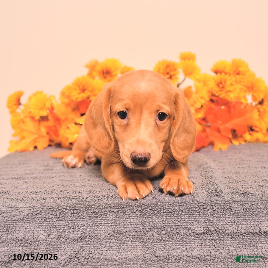 Miniature Dachshund dogs for sale: Odin - Ad 2