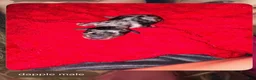 Miniature Dachshund dogs for sale: Lou - Ad 5