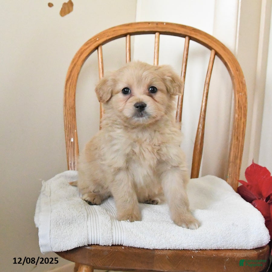 Pomapoo dogs Scooter - Ad 2