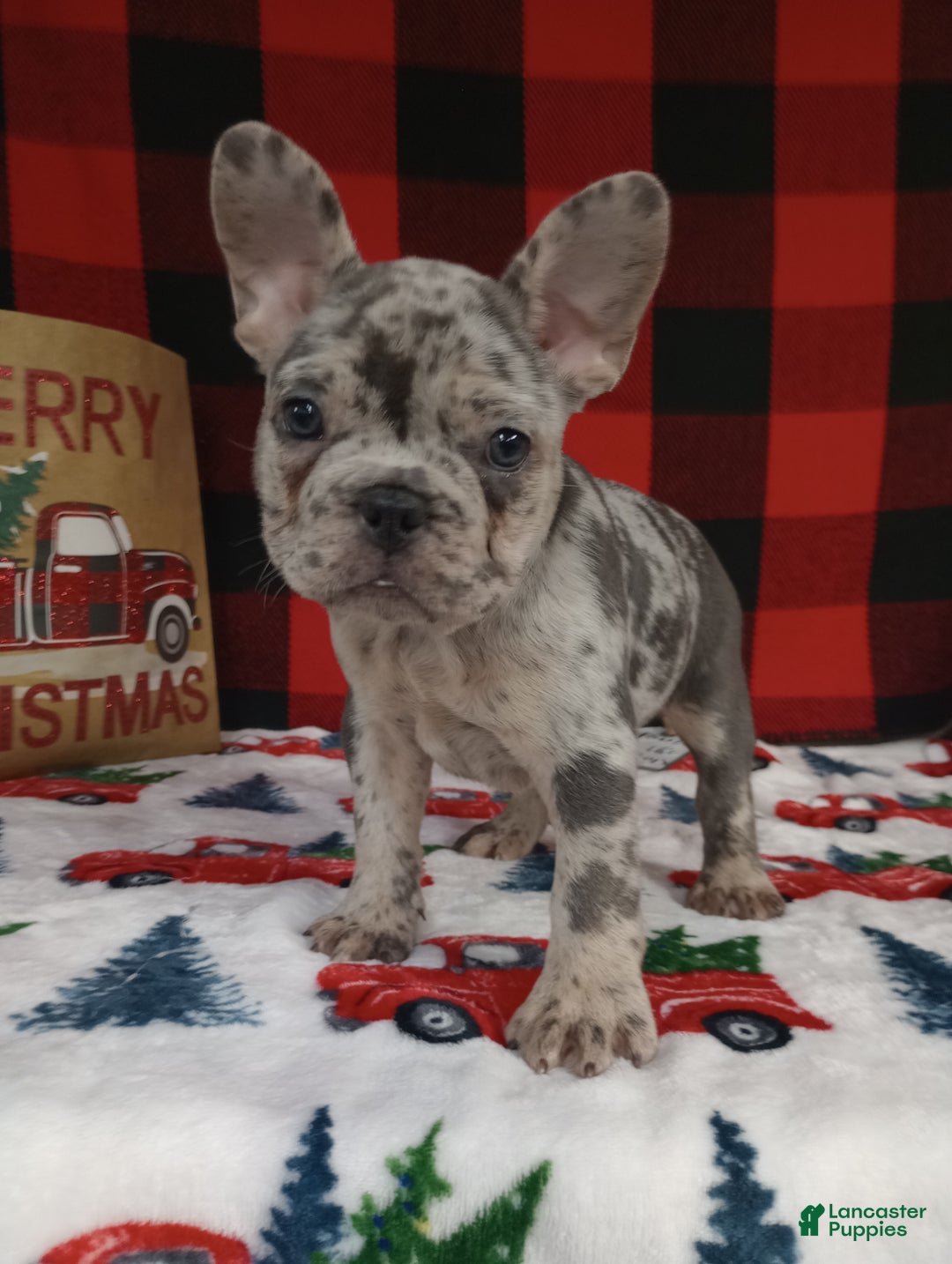 French Bulldog dogs for sale: Iyla  - Ad 5