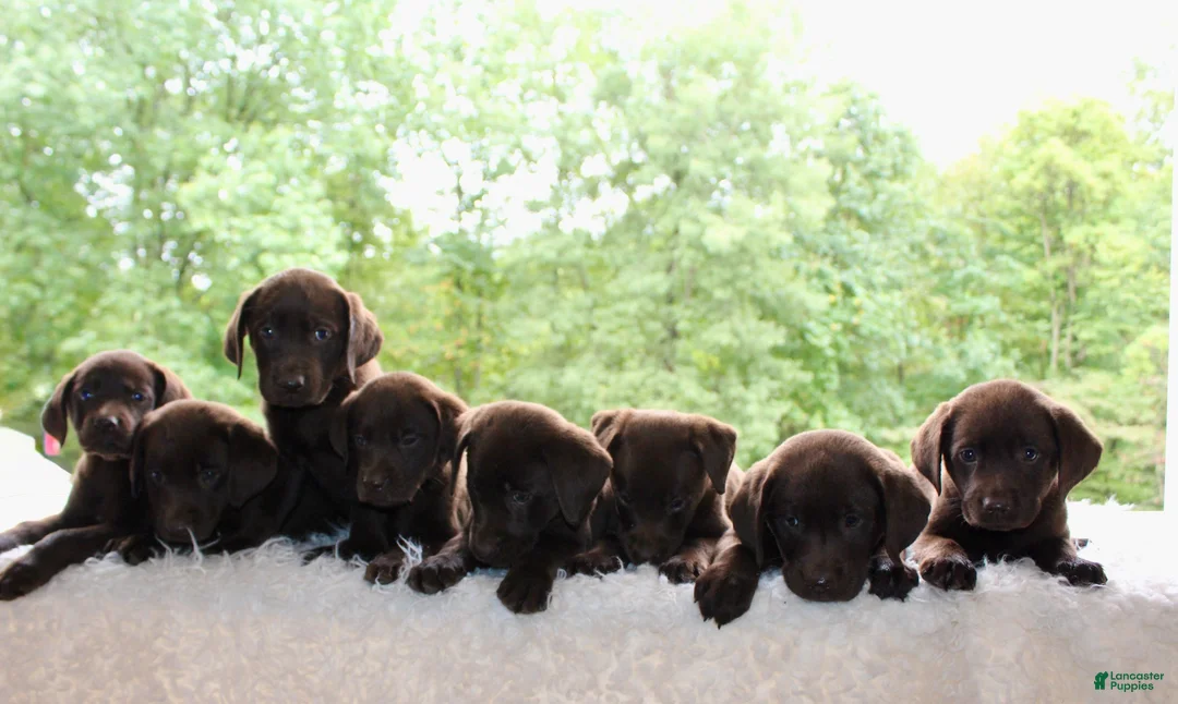 Labrador Retriever dogs for sale: Cocoa - Ad 7