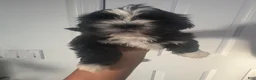 Shih Tzu dogs for sale: Smokey - Ad 2