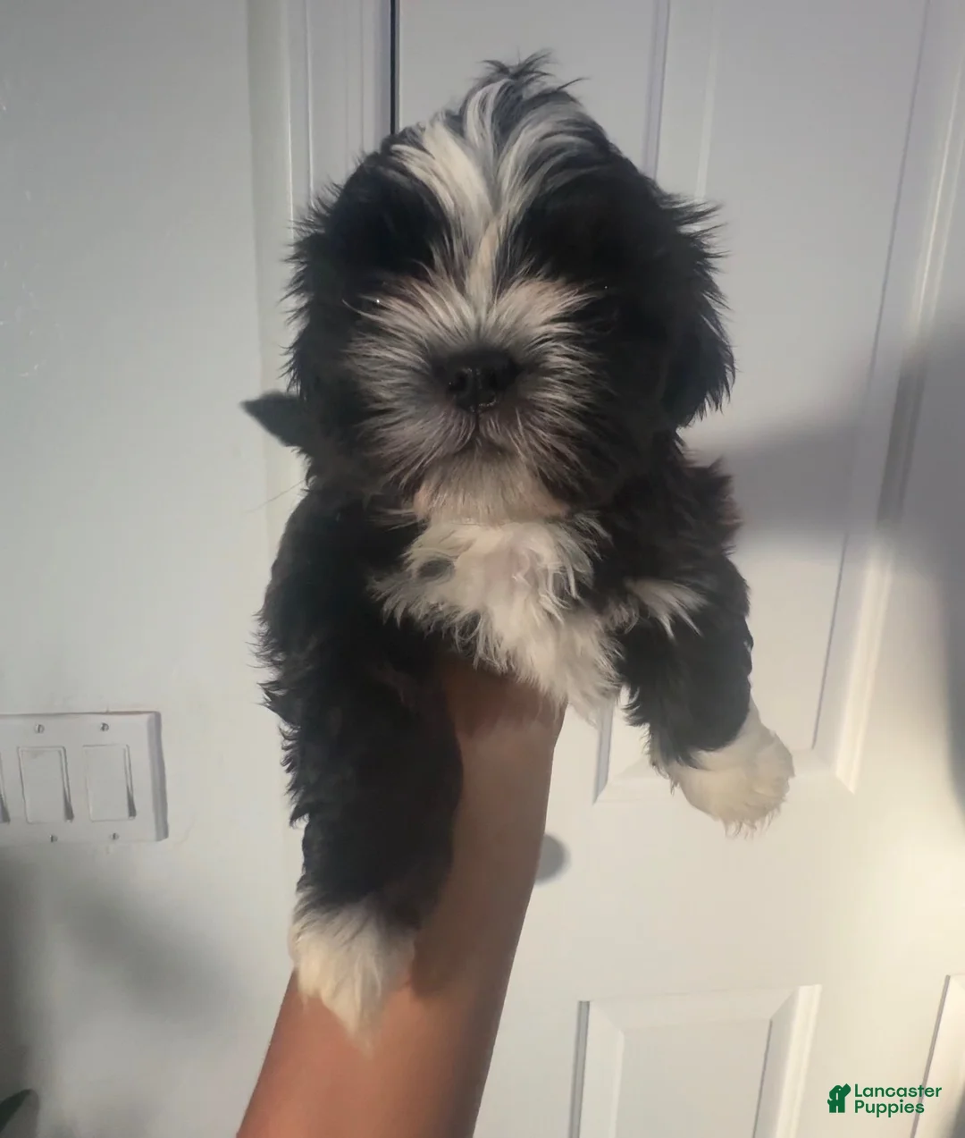 Shih Tzu dogs for sale: Smokey - Ad 2