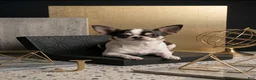 Chihuahua dogs for sale: Chihuahua 1 - Ad 4