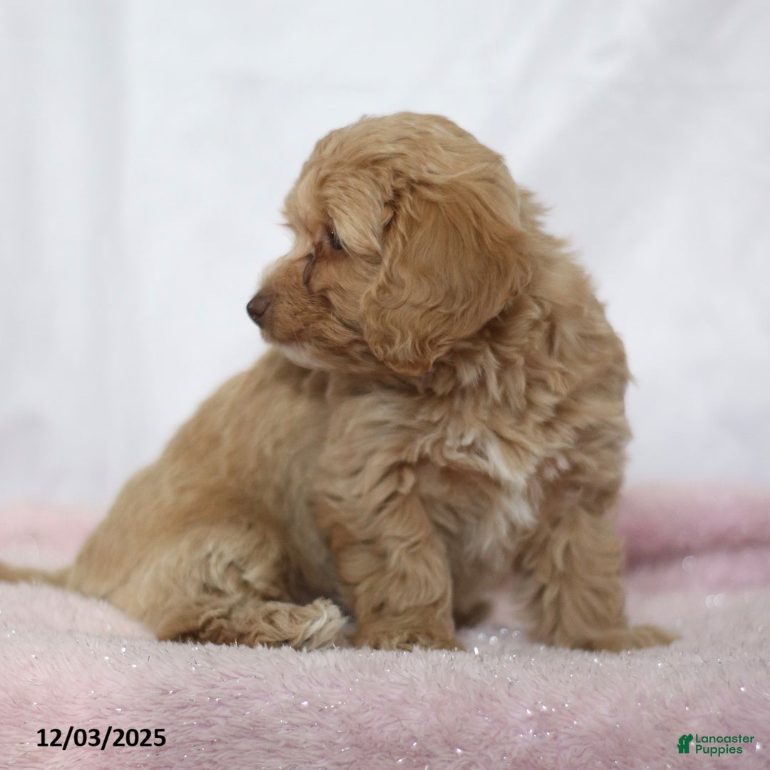 Doxiepoo dogs for sale: Golda - Ad 2