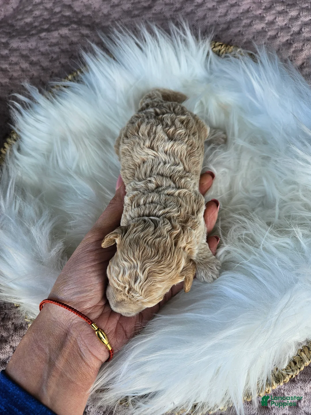 Cavapoo dogs for sale: Winston - Ad 2