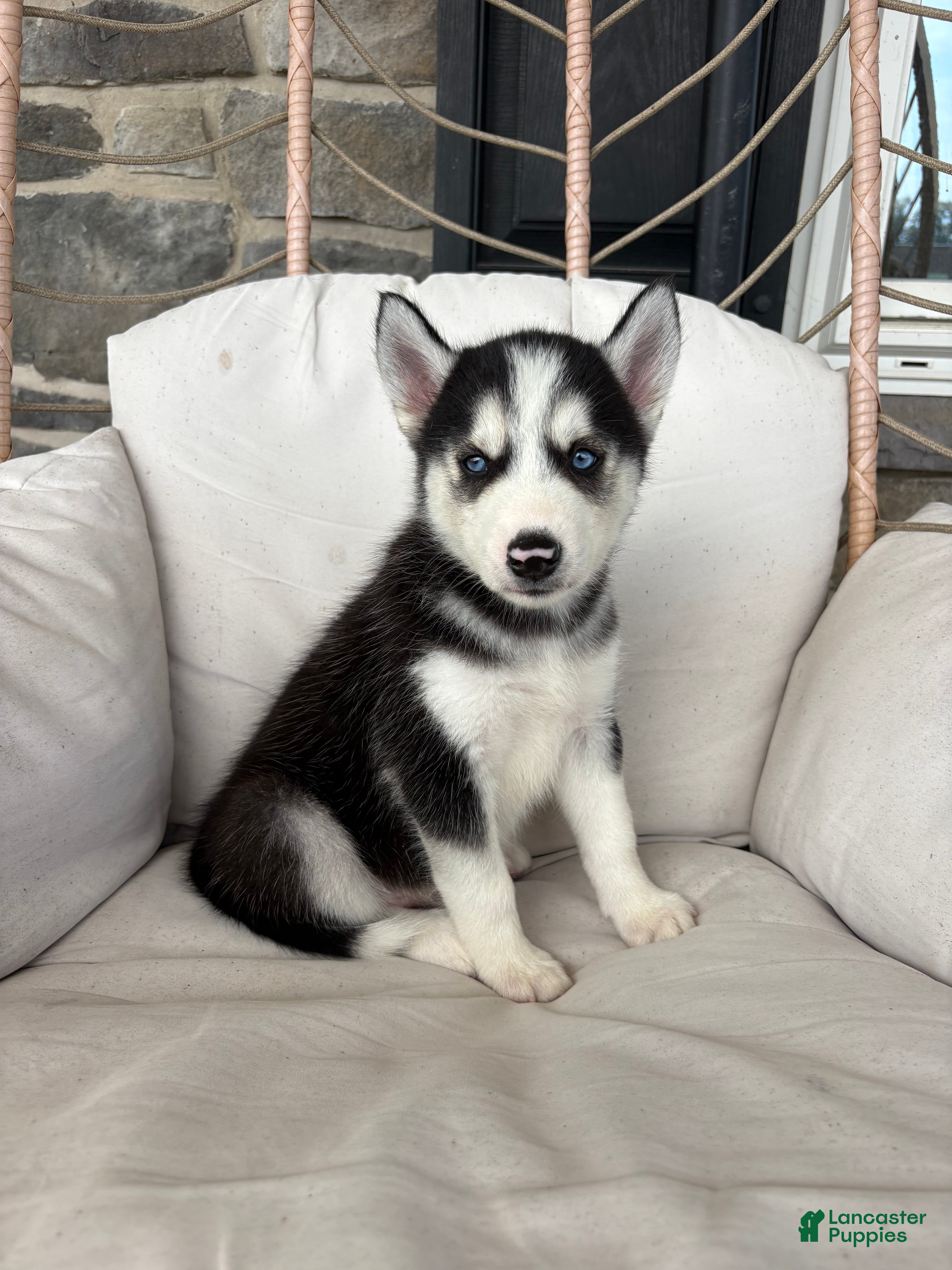 Siberian Husky dogs Siberian Husky 1 - Ad 1
