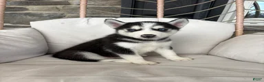 Siberian Husky 1
