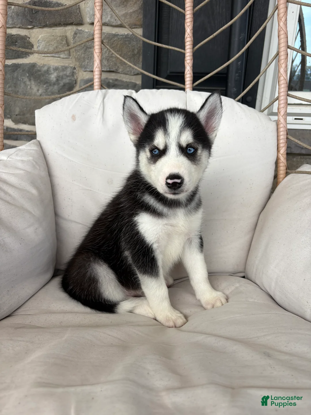 Siberian Husky dogs for sale: Siberian Husky 1 - Ad 1