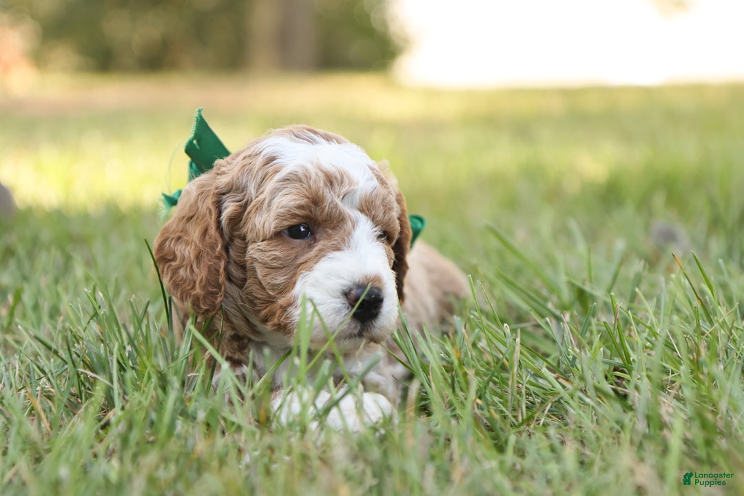 Mini Goldendoodle dogs for sale: Hunter - Ad 9
