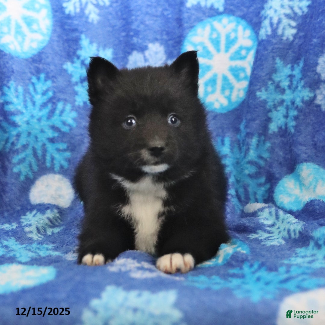 Pomsky dogs for sale: Fern - Ad 2