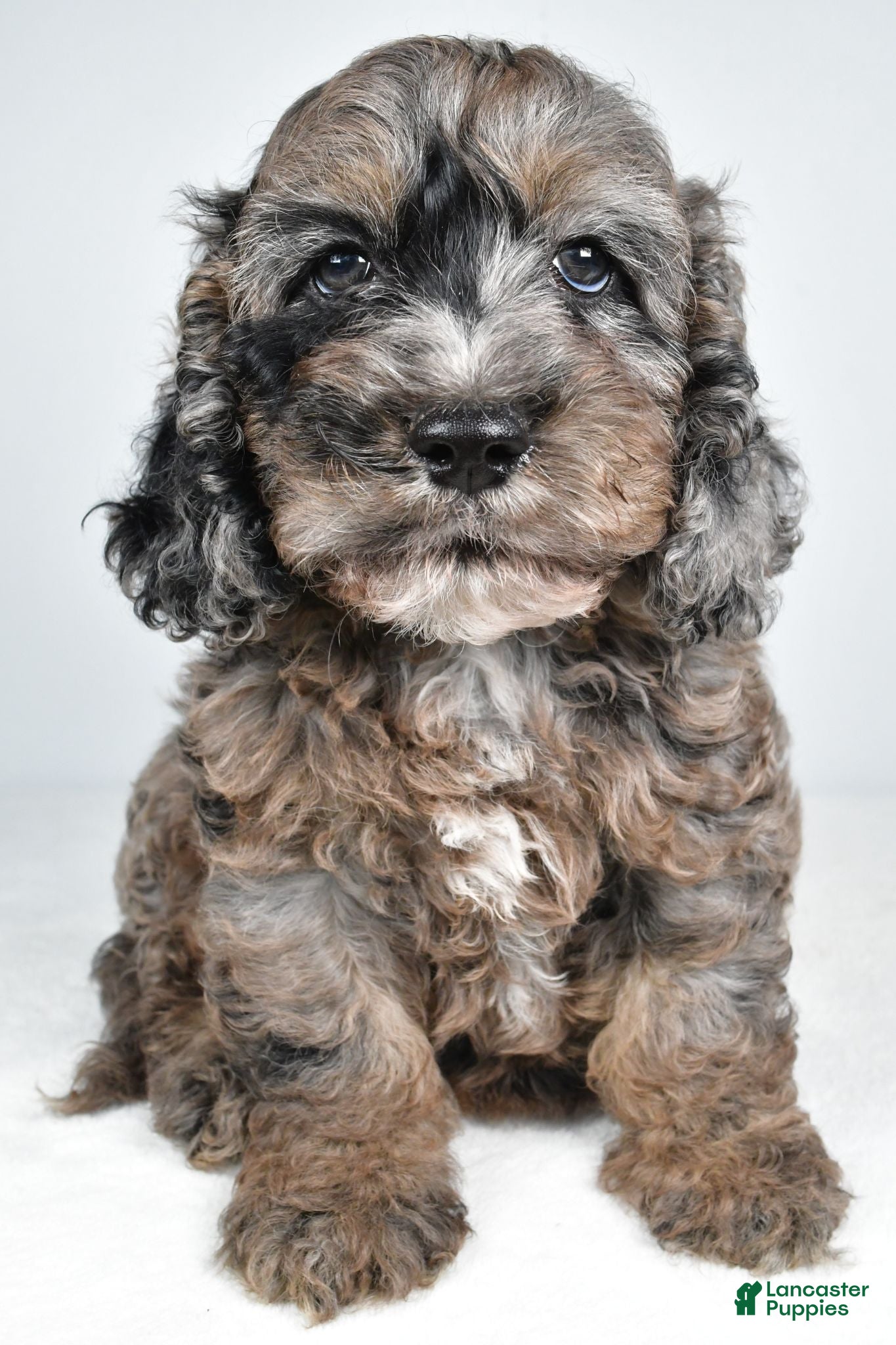 Cockapoo dogs Jake - Ad 2