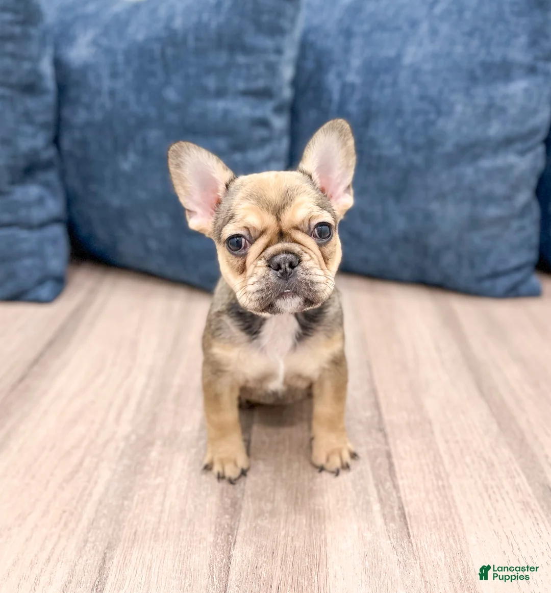 French Bulldog dogs for sale: Misty - Ad 2