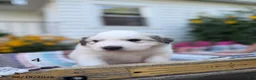 Great Pyrenees dogs for sale: Nicky - Ad 6