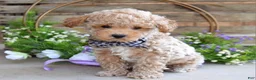 Toy Poodle dogs for sale: Miles - Ad 1
