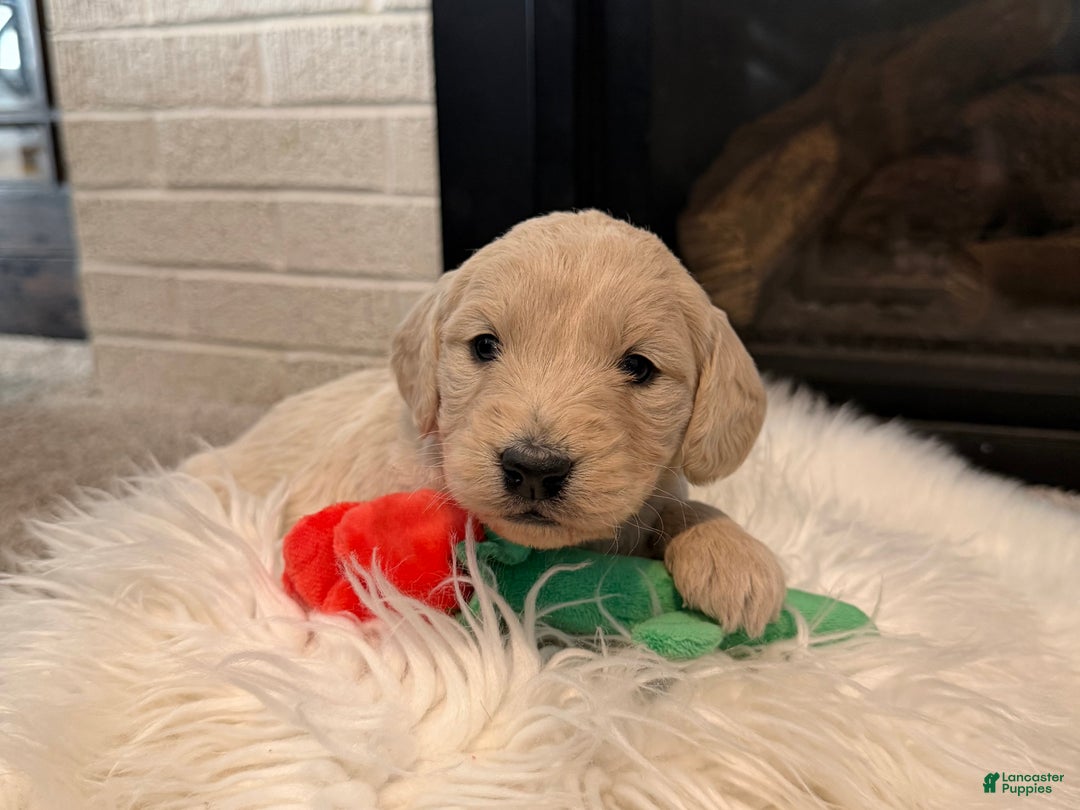 Mini Goldendoodle dogs for sale: Aspen  - Ad 3