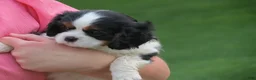 Cavalier King Charles Spaniel dogs for sale: Cavalier King Charles Spaniel 2 - Ad 3