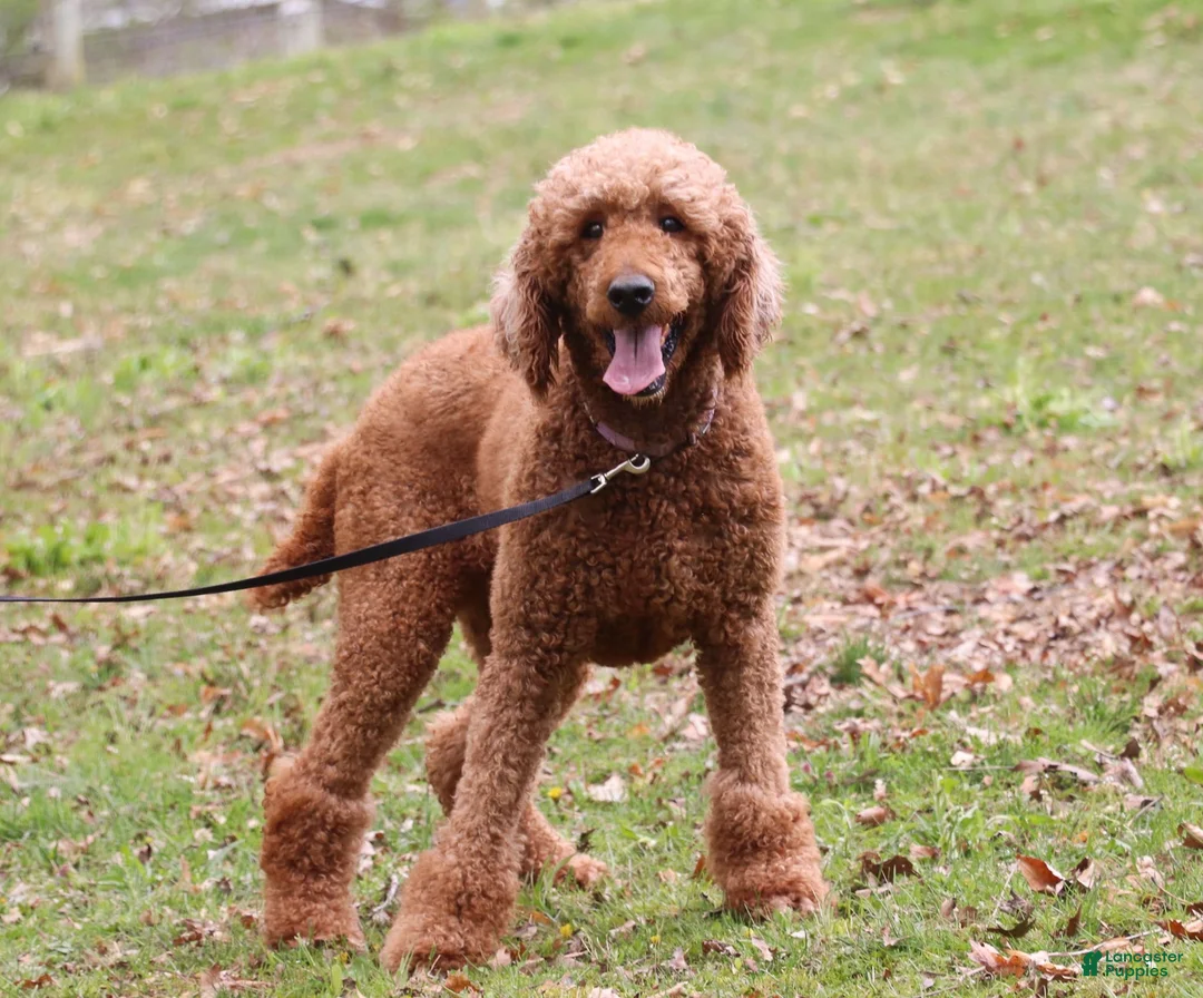 Goldendoodle dogs for sale: Evan - Ad 9