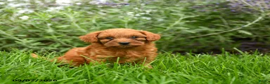 Tucker