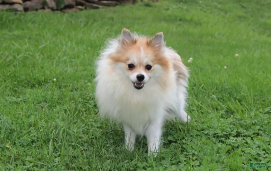 Pomeranian dogs for sale: Heather  - Ad 10