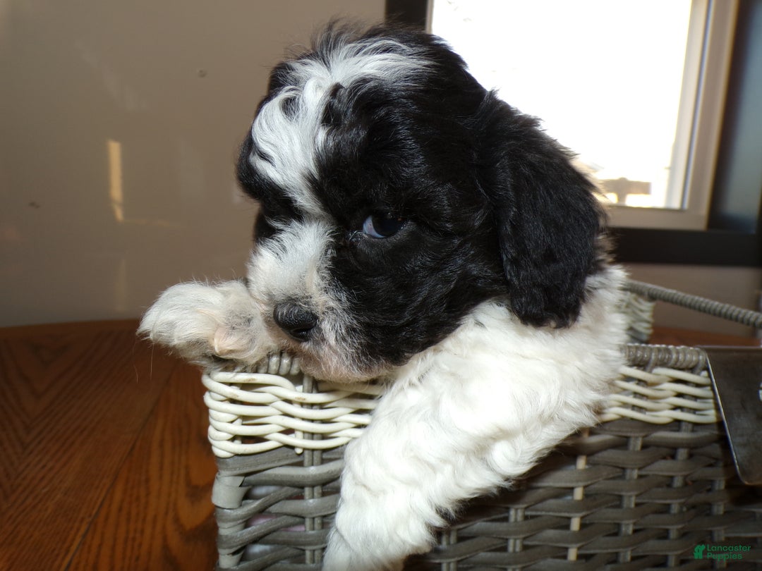 Teddy Bear dogs for sale: Teddy Bear Puppy 2 Scoot - Ad 3