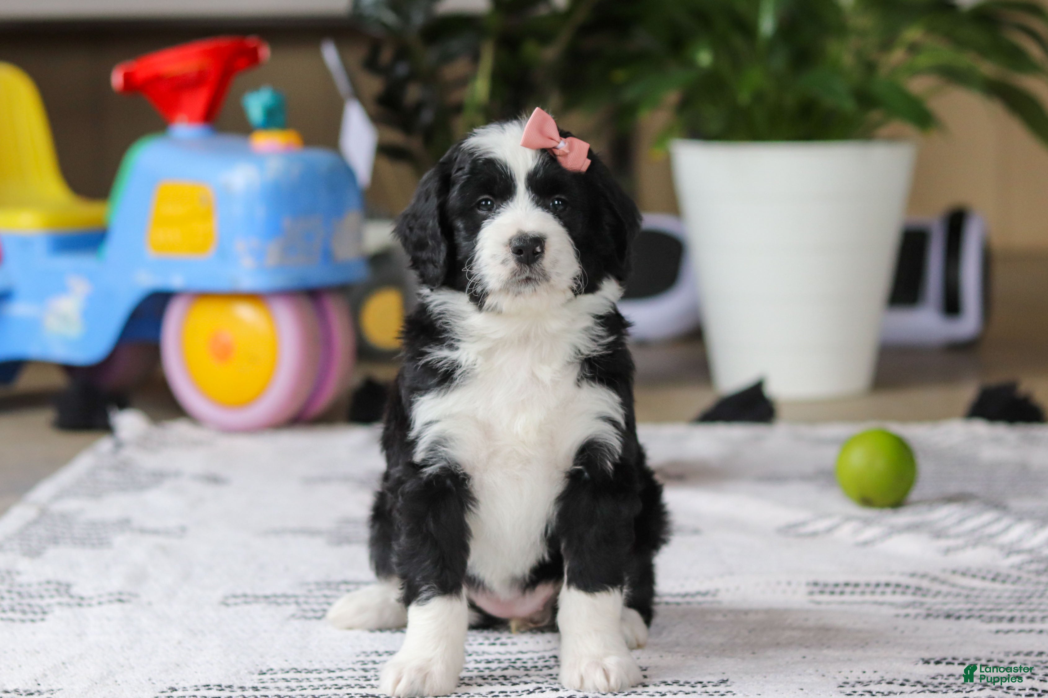 Bernedoodle dogs Kaylee - Ad 2