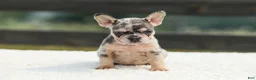 French Bulldog dogs for sale: Issy - Ad 6