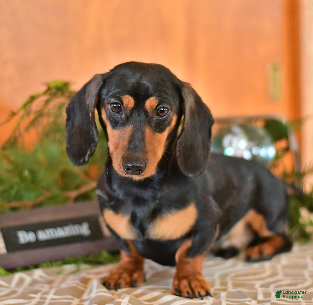 Miniature Dachshund dogs for sale: Lucy - Ad 7
