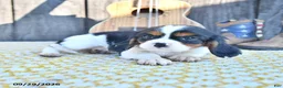 Cavalier King Charles Spaniel dogs for sale: Corvin - Ad 1