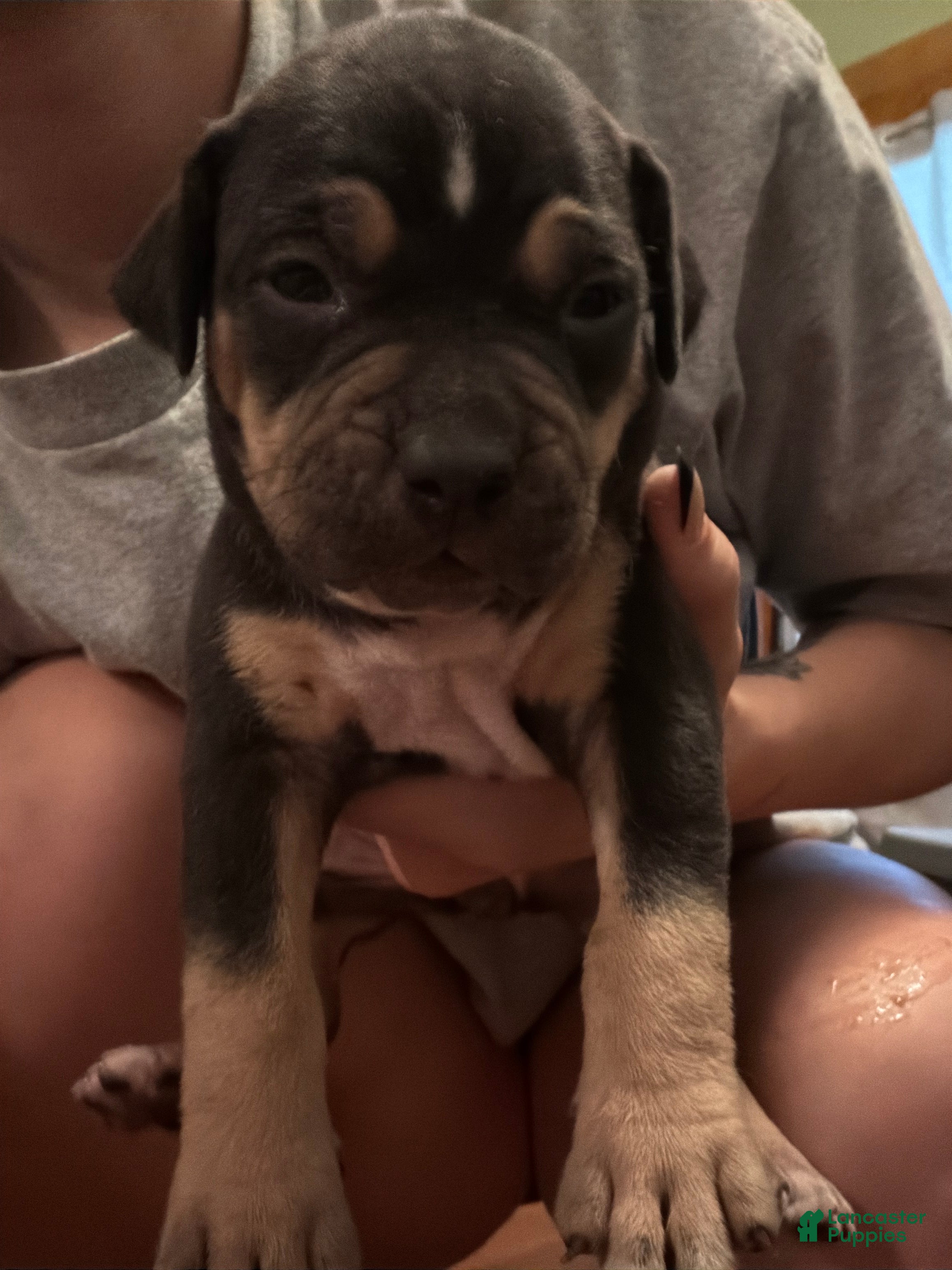 American Bully dogs American Bully 2 - Ad 19