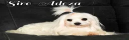 Maltese dogs for sale: Tiny - Ad 12