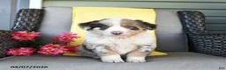 Australian Shepherd dogs for sale: Roscoe - Ad 5