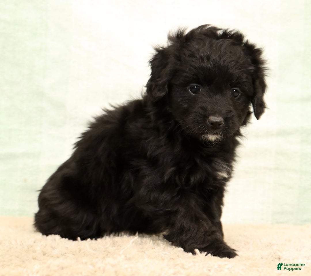 Mini Aussiedoodle dogs for sale: Suzie - Ad 4