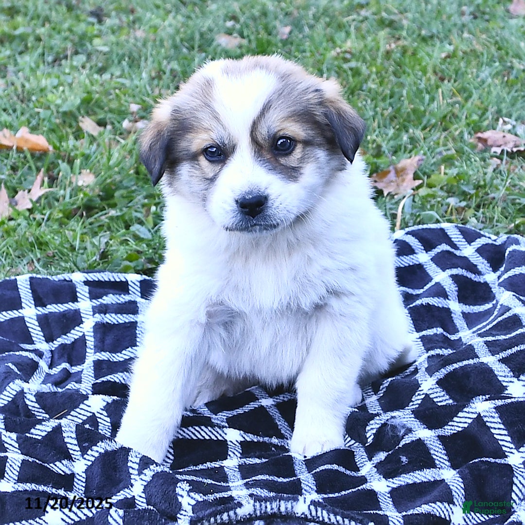 Great Pyrenees dogs for sale: Allie - Ad 9