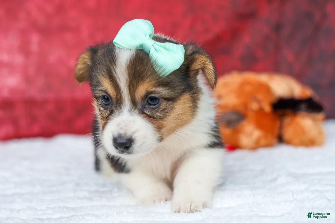 Welsh Corgi Pembroke dogs for sale: Amara🌸 - Ad 2