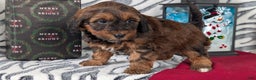Mixed Breed dogs for sale: Addi - Ad 9