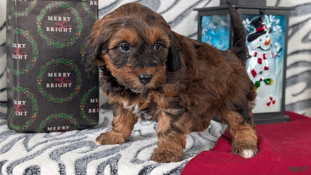 Mixed Breed dogs for sale: Addi - Ad 9