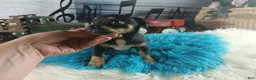 Chihuahua dogs for sale: Autumns blk tan boy. Hand Delivery  - Ad 5