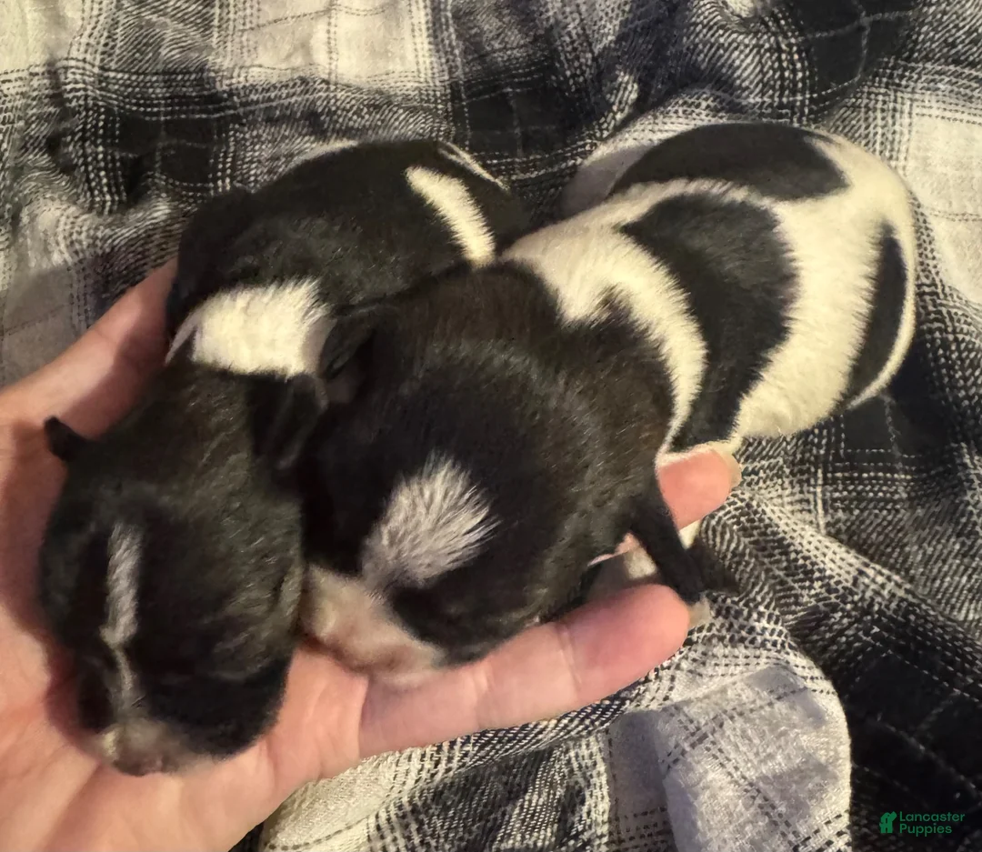 Miniature Schnauzer dogs for sale: Boy Silver - Ad 6