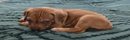 Rhodesian Ridgeback dogs for sale: Jahzara - Ad 1
