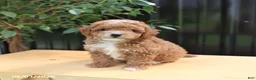 Miniature Poodle dogs for sale: Lila  - Ad 5