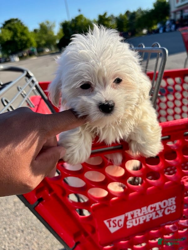 Maltese dogs for sale: Snow_Female - Ad 3