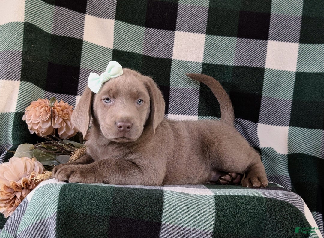 Labrador Retriever dogs for sale: Dori AKC Silver Lab - Ad 7