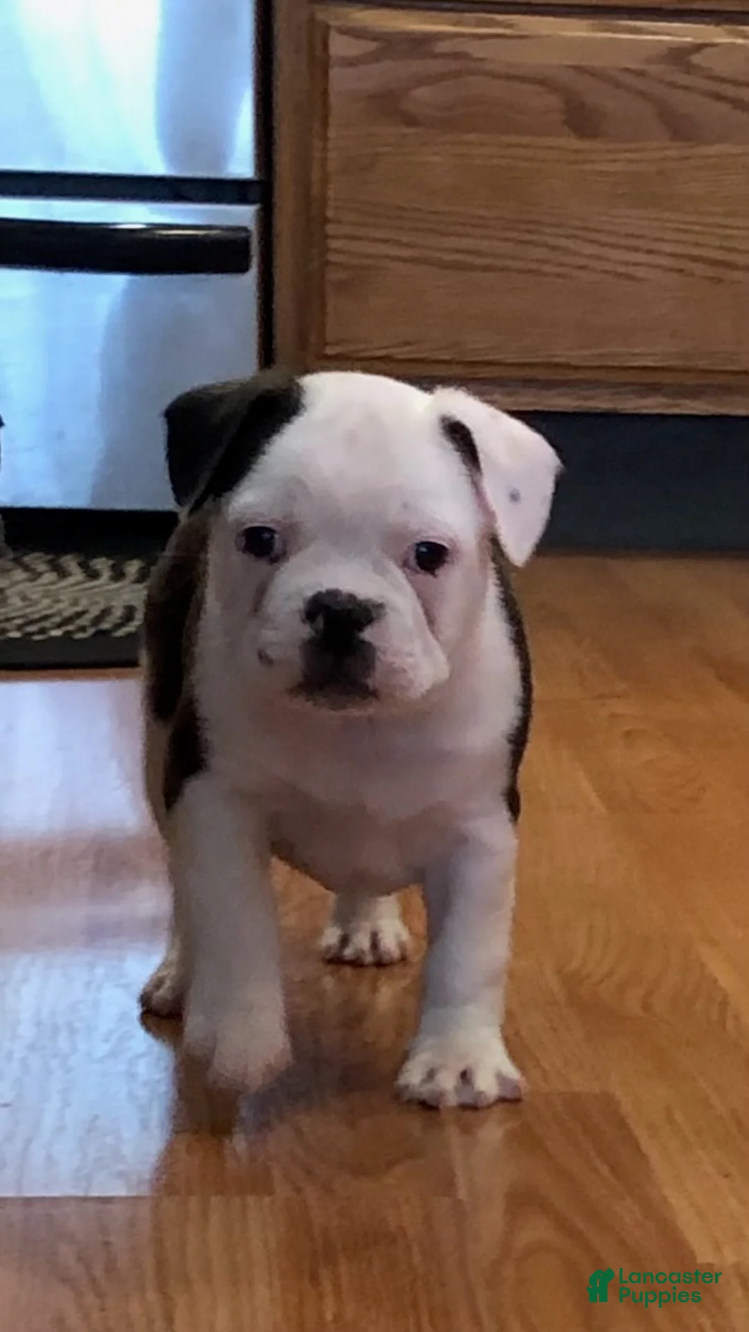 Frenchton dogs for sale: Gunner - Ad 3