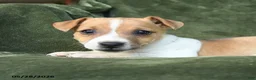 Jack Russell Terrier dogs for sale: Elvira - Ad 3