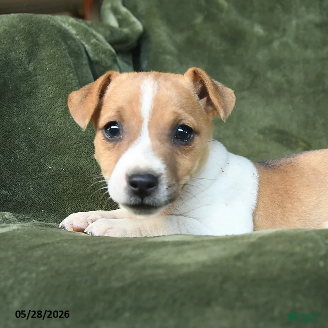 Jack Russell Terrier dogs for sale: Elvira - Ad 3