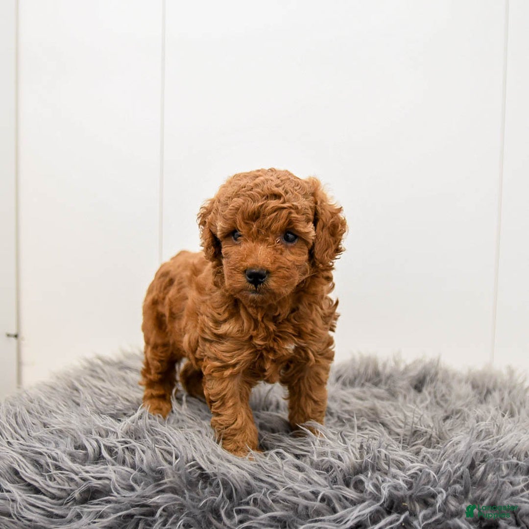 Toy Poodle dogs for sale: Cannoli - Ad 2