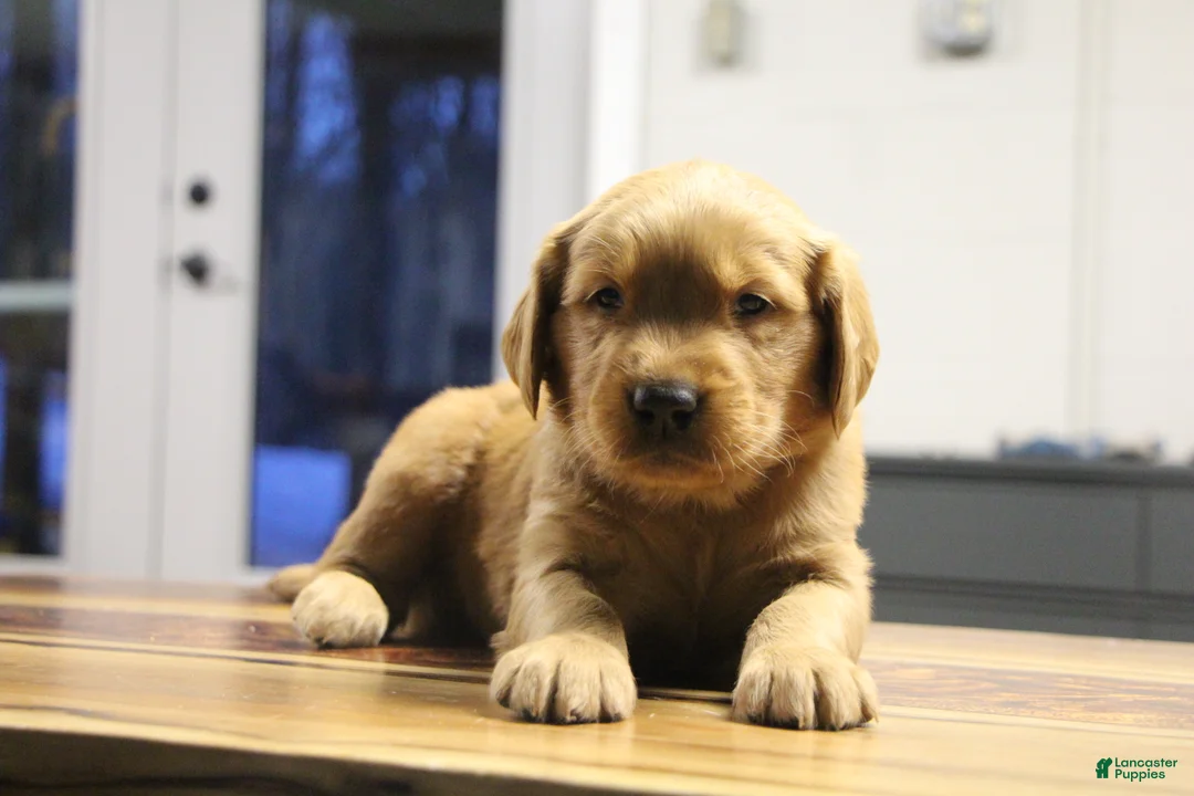 Golden Retriever dogs for sale: Atlas - Ad 3