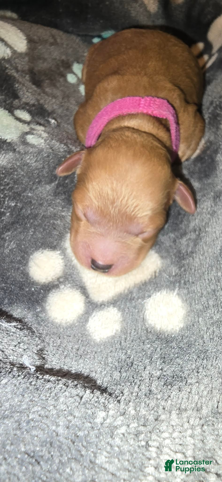 Mini Goldendoodle dogs ivy - Ad 41